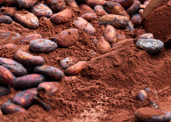 Freshly harvested cocoa beans being processed into ceremonial grade cacao for our unique chocolate bars, infused with entheogenic blends for a transformative experience.